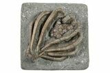 Fossil Crinoid (Agaricocrinus) Crown - Crawfordsville, Indiana #296782-1